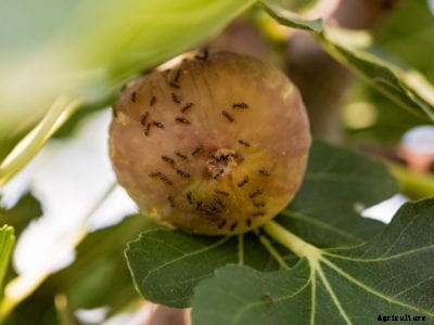 Fig Tree Ants: How To Keep Ants Off Fig Trees