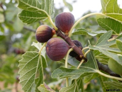 What To Feed Fig Trees: How And When To Fertilize Figs