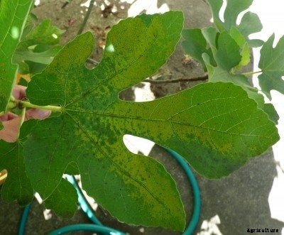 What Is Fig Mosaic Virus – Tips For Treating Fig Mosaic