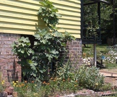 Espalier Of Fig Trees: Can You Espalier A Fig Tree?