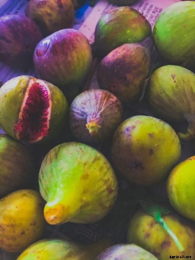 Harvesting And Storing Fresh Figs – When And How To Harvest Figs