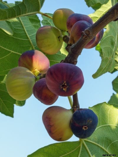 Fig Types: Different Types Of Fig Trees For The Garden