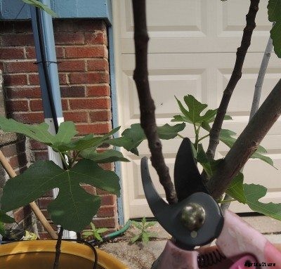 Potted Fig Tree Pruning: When And How To Prune Fig Trees In Containers