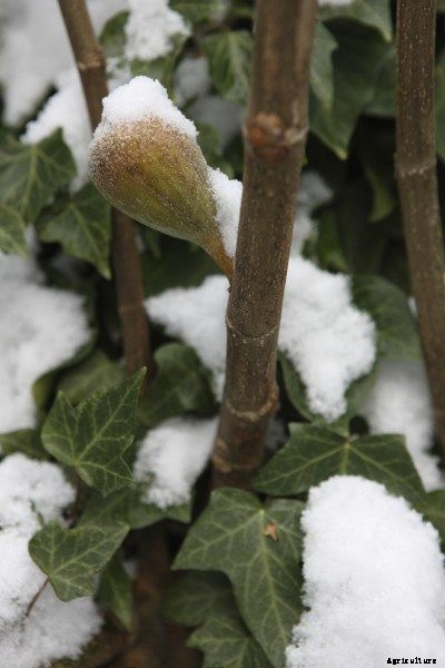 Fig Tree Care In Winter – Fig Tree Winter Protection And Storage