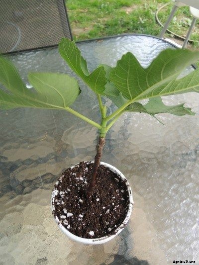 Rooting Figs – How To Propagate Fig Trees