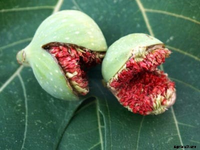 Fig Fruit Stays Green – Reasons Figs Don’t Ripen
