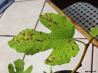Prevent Fig Rust: Stopping Rust On Fig Leaves And Fruit