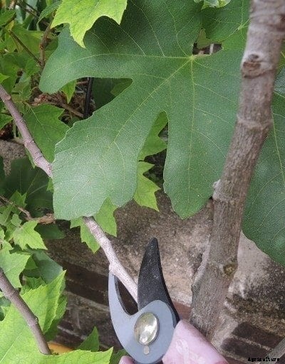 Fig Tree Pruning – How To Trim A Fig Tree