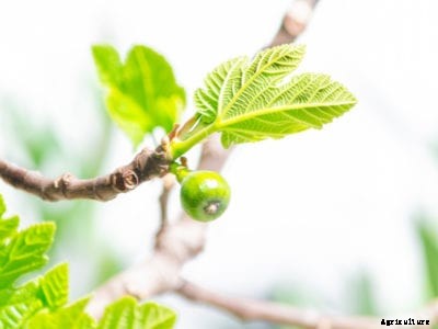 Fig Tree Problems: Fig Tree Dropping Figs