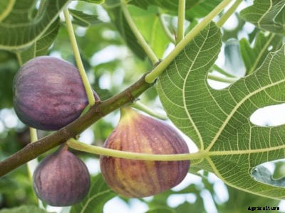 Fig Tree Maintenance: How To Grow Figs In The Garden