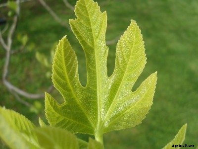 Problems With Fig Trees: Common Fig Tree Diseases