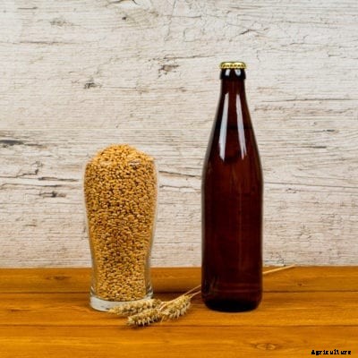 Growing Malted Barley – How To Grow Beer Barley At Home