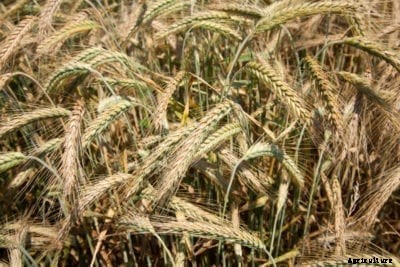 Barley Harvest Tips – How And When To Harvest Barley
