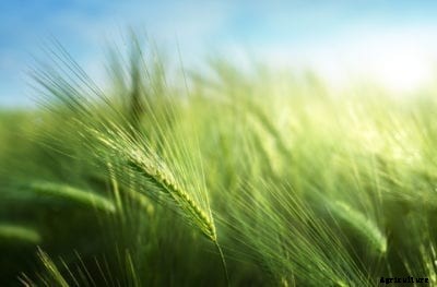 Barley Grain Care Guide: Can You Grow Barley At Home