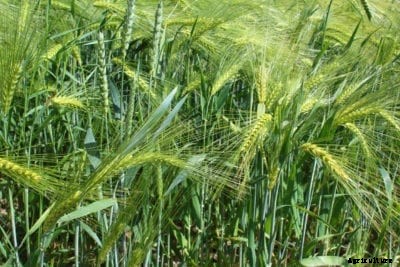 Barley Tillering And Heading Information – Learn About Barley Heads And Tillers