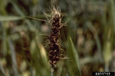 Barley Loose Smut Info: What Is Barley Loose Smut Disease
