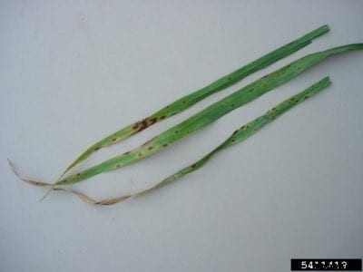 Spot Blotch Of Barley: How To Treat Barley With Spot Blotch Disease