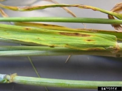 Barley Leaf Blotch Control: Treating Barley Speckled Leaf Blotch