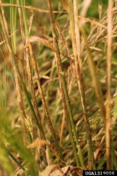 Barley Leaf Rust Info: How To Treat Leaf Rust On Barley Plants