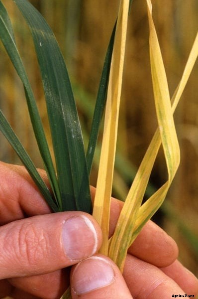 Barley Yellow Dwarf Virus: Treating Yellow Dwarf Virus Of Barley Plants
