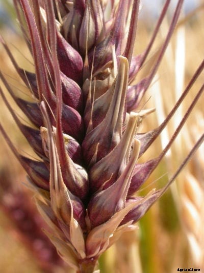 What Is 6-Row Barley – How To Grow 6-Row Barley For Beer Making