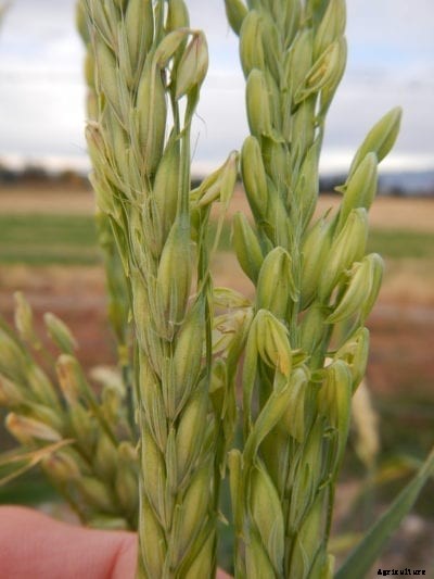 What Is 2-Row Barley – Why Grow 2-Row Barley Plants At Home