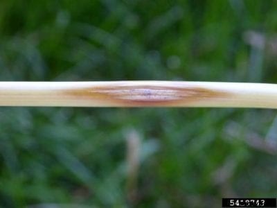 Barley Sharp Eyespot Control – Tips For Treating Barley Sharp Eyespot Disease