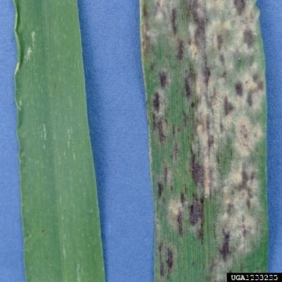 Barley Powdery Mildew Control: How To Treat Barley Powdery Mildew