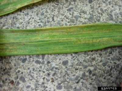 Barley Stem Rust Control – How To Stop Stem Rust Of Barley Plants