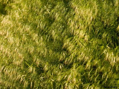 What Is Field Brome – Information About Field Brome Grass