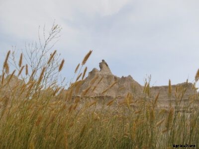 What Is Western Wheatgrass – How To Grow Western Wheatgrass