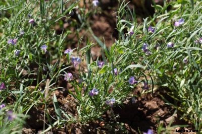 What Is Chickling Vetch – Growing Chickling Vetch For Nitrogen Fixing