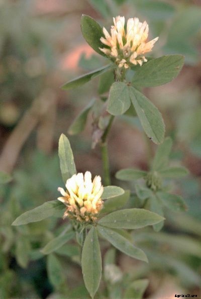 Berseem Clover Plants: Growing Berseem Clover As A Cover Crop