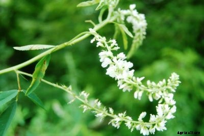 White Sweetclover Information – Learn How To Grow White Sweetclover Plants