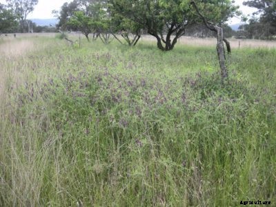 What Is Woollypod Vetch – Learn About Growing Woollypod Vetch