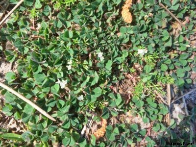What Is Subterranean Clover : How To Grow Subterranean Clover Cover Crops