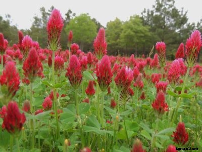 Crimson Clover Plants – Tips For Growing Crimson Clover As A Cover Crop