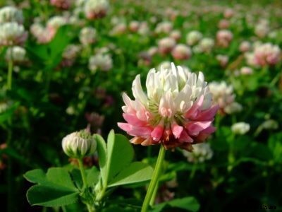 What Is Alsike Clover: Learn How To Grow Alsike Clover Plants