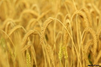 What Is Triticale – Learn How To Grow Triticale Cover Crops