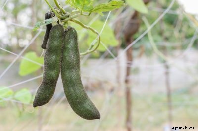 Velvet Bean Information: Learn About Growing Velvet Bean Plants