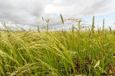 What Is Teff Grass – Learn About Teff Grass Cover Crop Planting