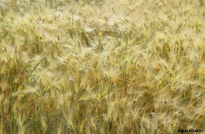 What Is Winter Rye Grass: Growing Winter Rye As A Cover Crop