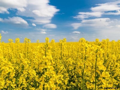 Winter Cover Crops With Canola: Tips On Planting Canola Cover Crops