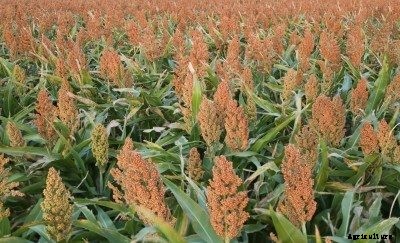 What Is Sorghum – Information About Sorghum Plants