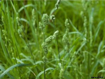 Orchardgrass Information: Orchardgrass Uses In The Landscape