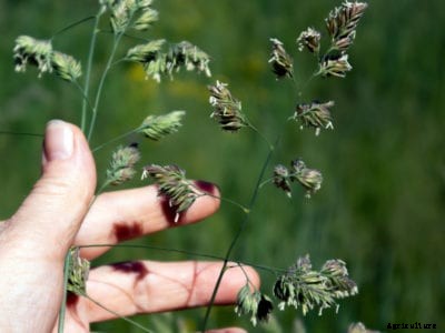 Timothy Grass Care: Information About Timothy Grass Growing