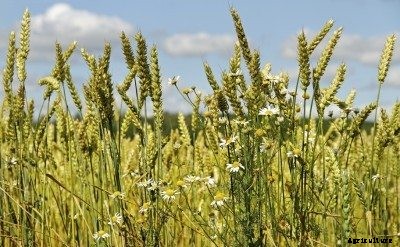 Cover Crops For Weed Control: When To Plant Cover Crops To Suppress Weeds