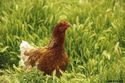 Cover Crops Chickens Eat: Using Cover Crops For Chicken Feed