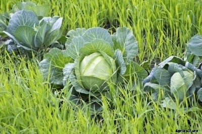 What Is Living Mulch: How To Use Living Mulch As A Ground Cover