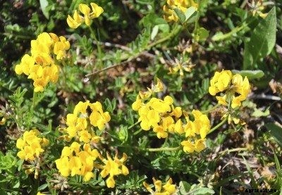 Birdsfoot Trefoil Uses: Planting Birdsfoot Trefoil As Cover Crop